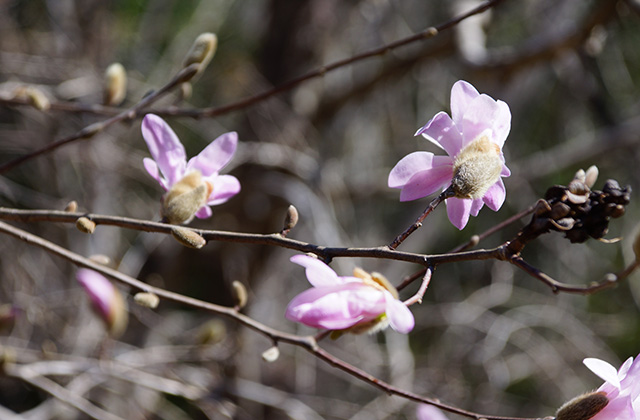 シデコブシの丘の風景の写真
