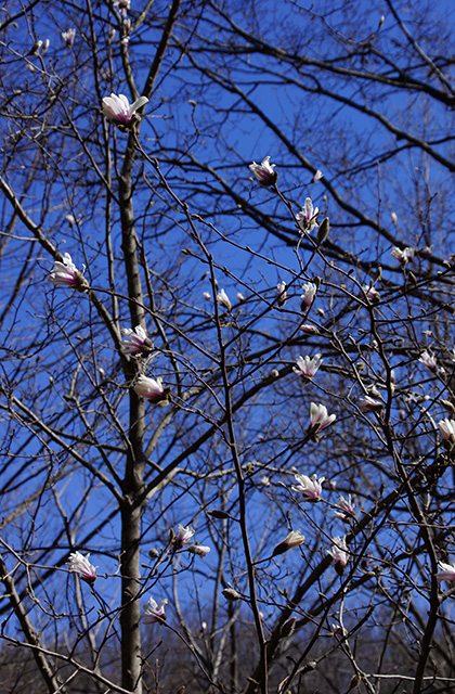 シデコブシの丘の風景の写真