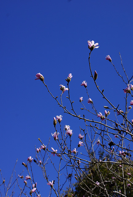 シデコブシの丘の風景の写真