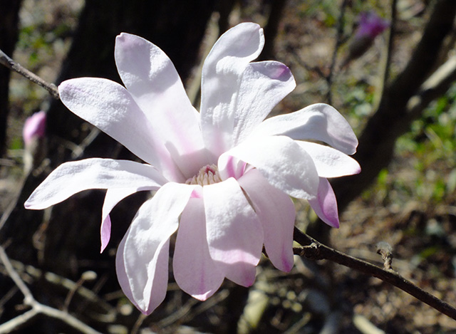 シデコブシの丘の風景の写真