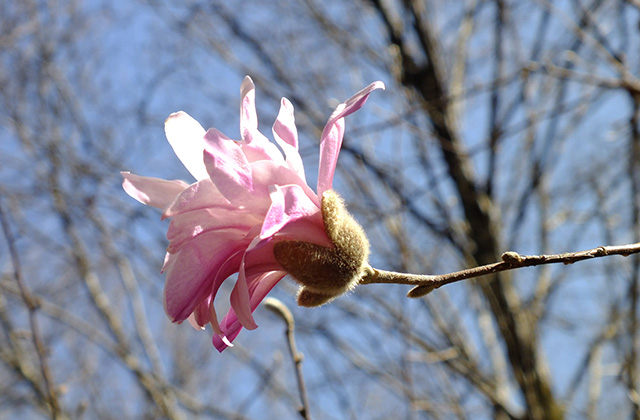 シデコブシの丘の風景の写真