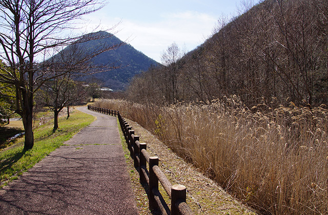シデコブシの丘の風景の写真