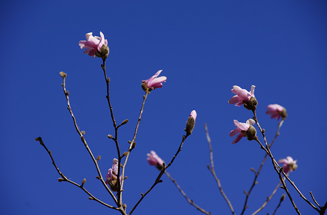 シデコブシの丘の風景の写真