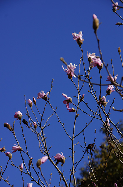 シデコブシの丘の風景の写真