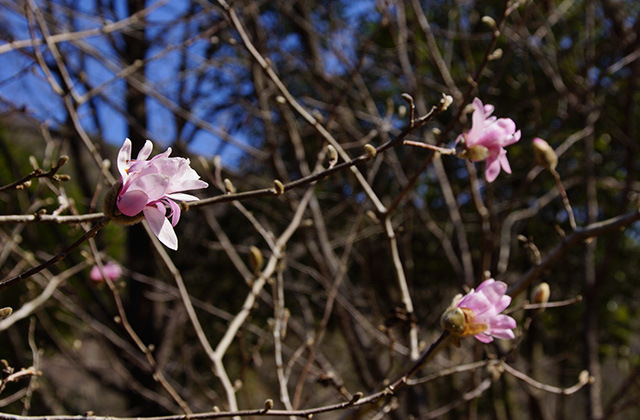 シデコブシの丘の風景の写真