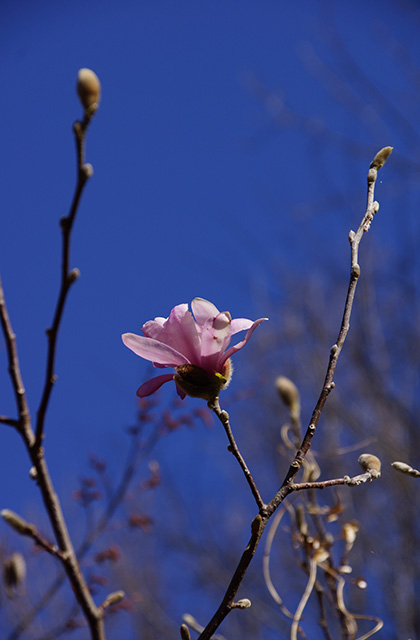 シデコブシの丘の風景の写真
