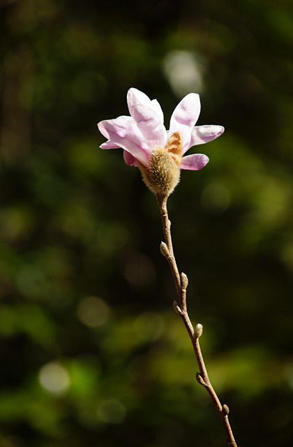 シデコブシの丘の風景の写真