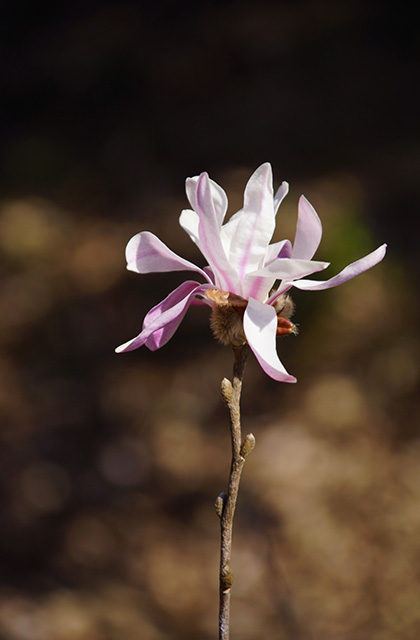 シデコブシの丘の風景の写真