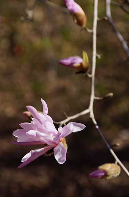 シデコブシの丘の風景の写真