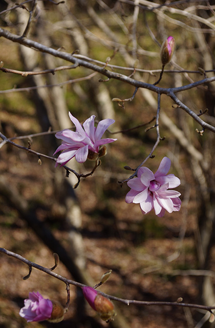 シデコブシの丘の風景の写真