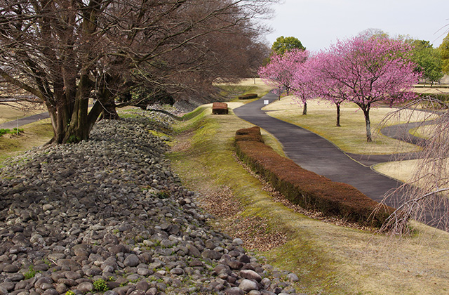 浄水公園の花木の写真