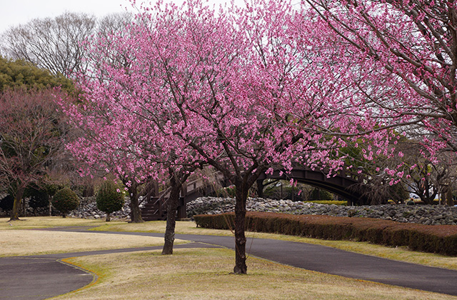 浄水公園の花木の写真