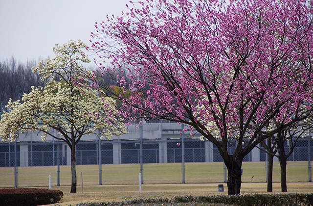 浄水公園の花木の写真