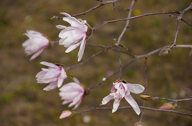 浄水公園の花木の写真