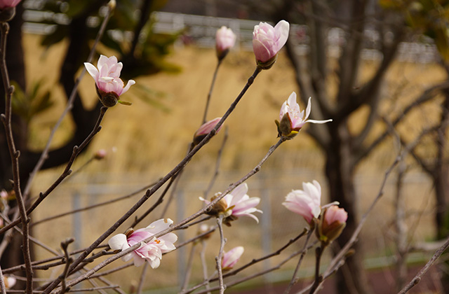浄水公園の花木の写真