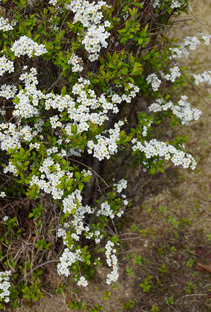 浄水公園の花木の写真
