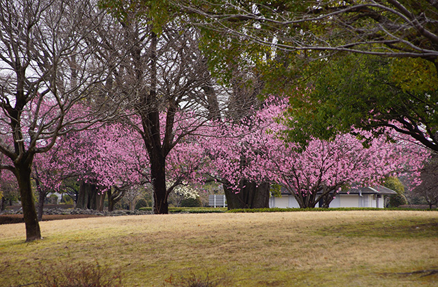 浄水公園の花木の写真
