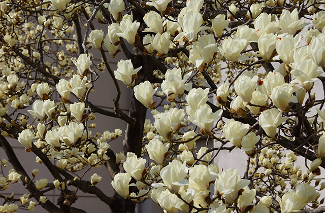 浄水公園の花木の写真