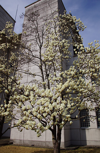 浄水公園の花木の写真