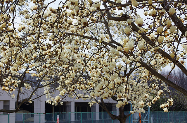 浄水公園の花木の写真