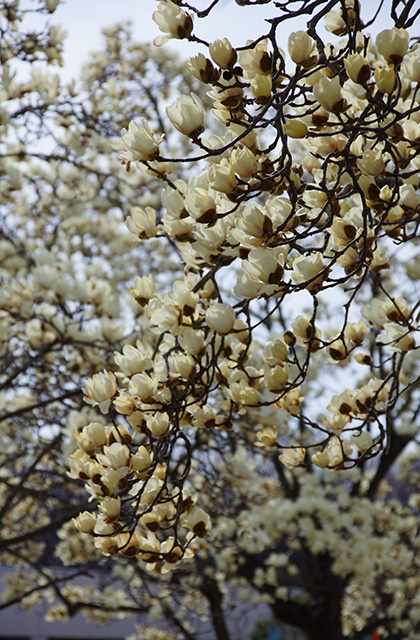 浄水公園の花木の写真
