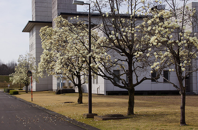 浄水公園の花木の写真