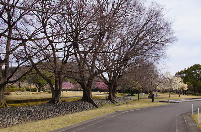浄水公園の花木の写真