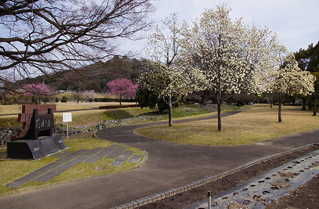 浄水公園の花木の写真