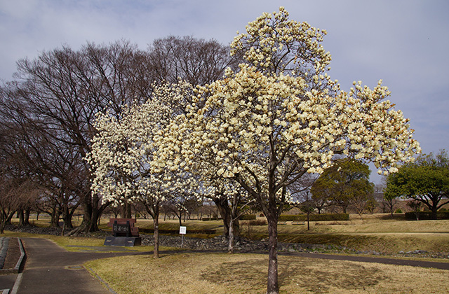 浄水公園の花木の写真