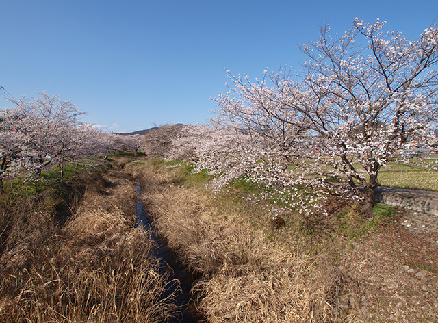 大安寺川の桜の写真