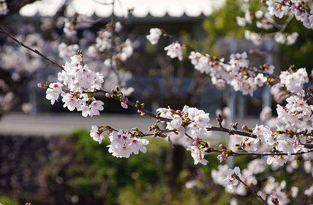大安寺川の桜の写真