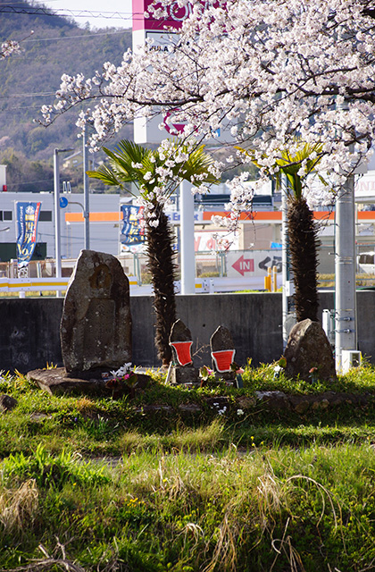 大安寺川の桜の写真