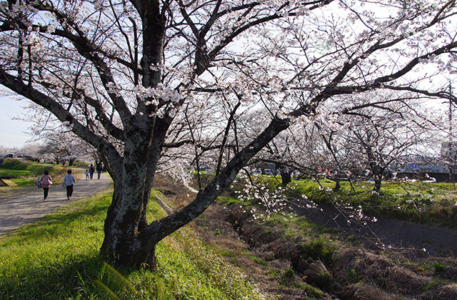 大安寺川の桜の写真