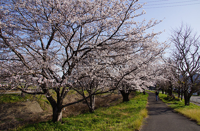 大安寺川の桜の写真