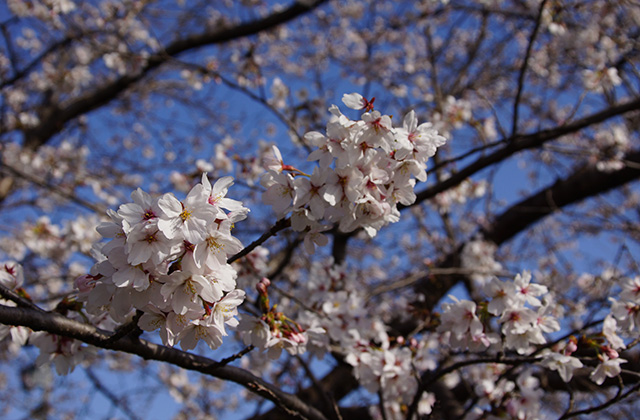 大安寺川の桜の写真