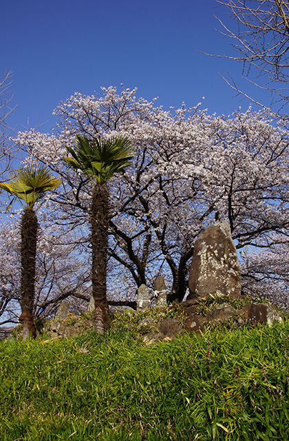 大安寺川の桜の写真