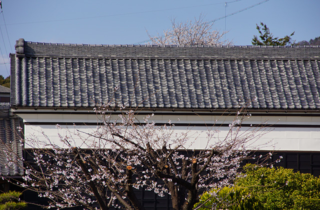 大安寺川の桜の写真