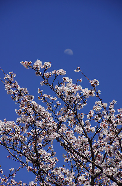 大安寺川の桜の写真