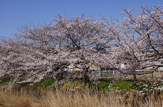 大安寺川の桜の写真