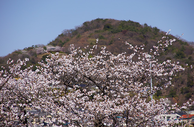 大安寺川の桜の写真