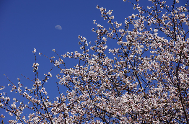 大安寺川の桜の写真