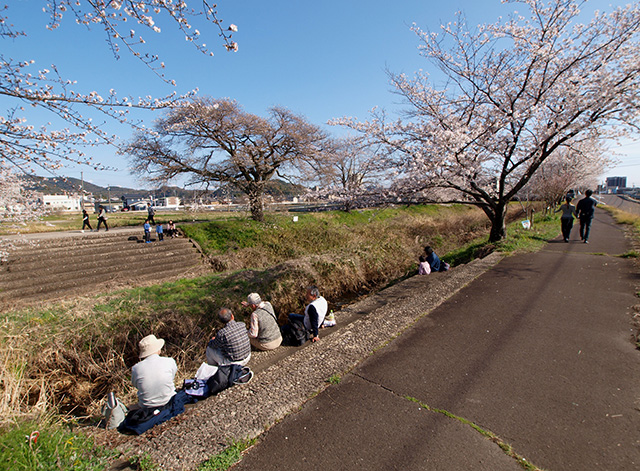 大安寺川の桜の写真