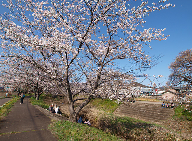 大安寺川の桜の写真