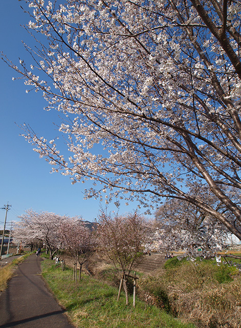 大安寺川の桜の写真