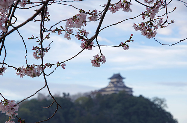 朝霧と木曽川沿いの桜の写真