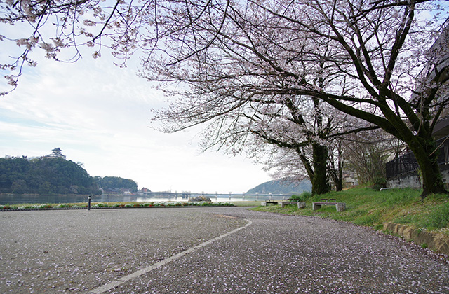 朝霧と木曽川沿いの桜の写真