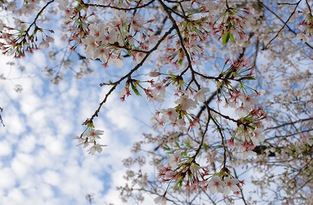 朝霧と木曽川沿いの桜の写真