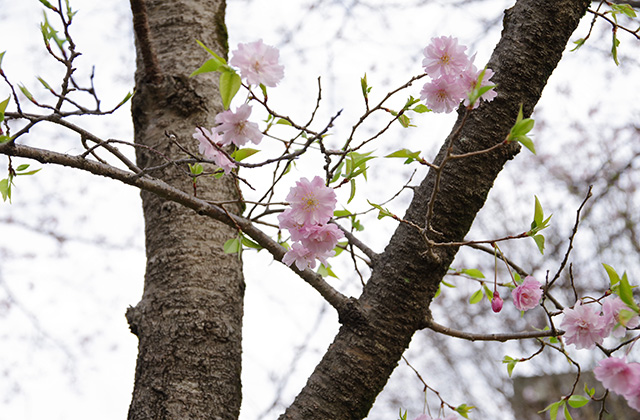 朝霧と木曽川沿いの桜の写真