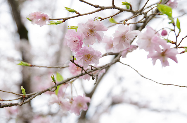 朝霧と木曽川沿いの桜の写真