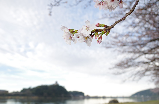 朝霧と木曽川沿いの桜の写真